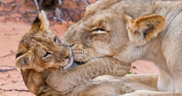 20 Reasons to Love Spring in South Africa