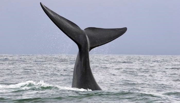 A whale sighting at Lavender Manor Guest Lodge (TravelGround)