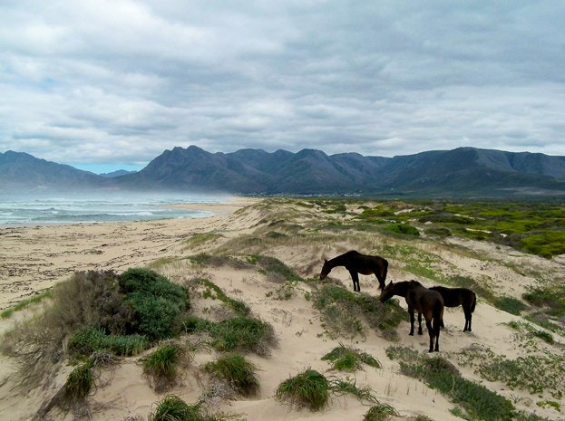 Wild-horses-klienmond-lagoon-and-sea