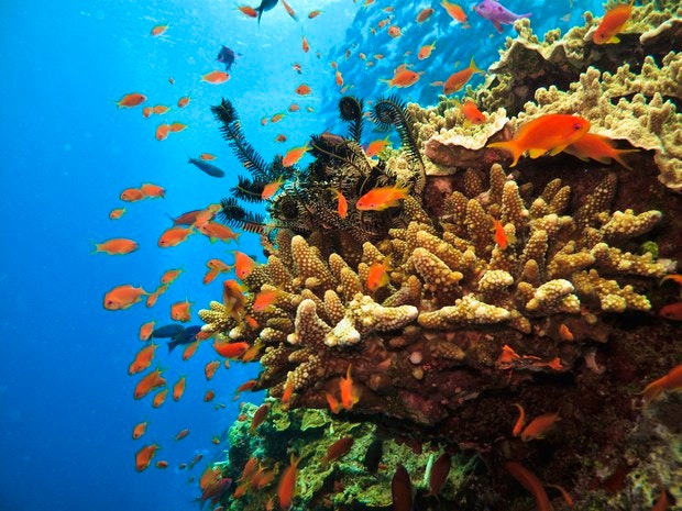Fish Swimming around Sea Anemones on Great Barrier Reef Australi