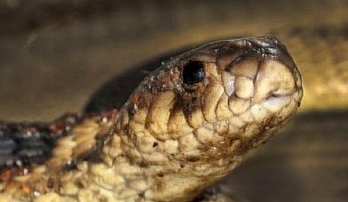 bronx-zoo-cobra