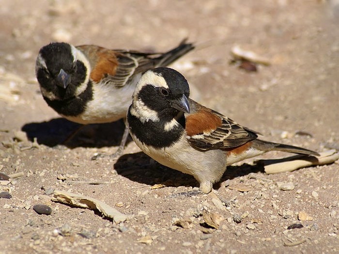 cape sparrows by Hans Hillewaert (Creative Commons)