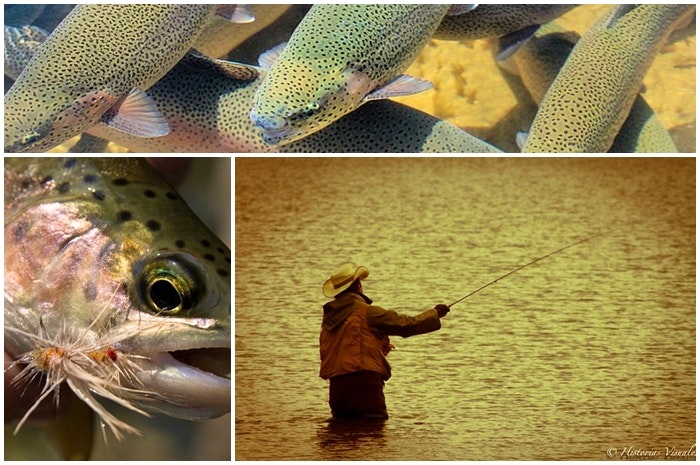 As die gogga byt: kunsvlieghengel in Suid-Afrika