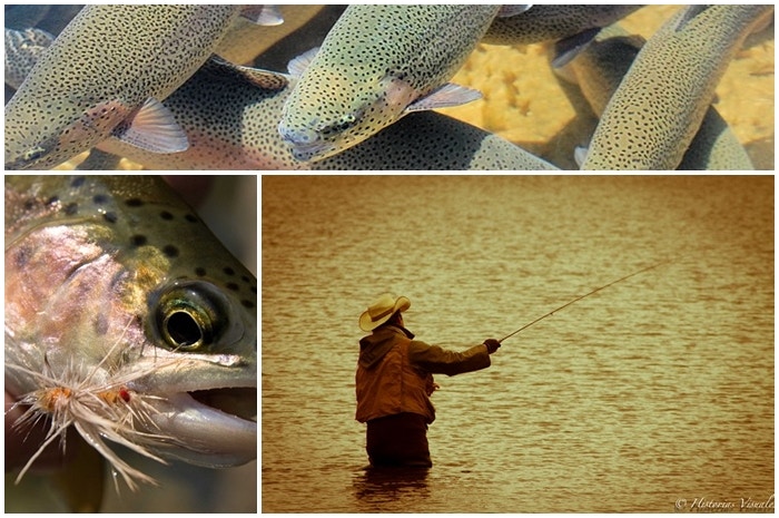 As die gogga byt: kunsvlieghengel in Suid-Afrika