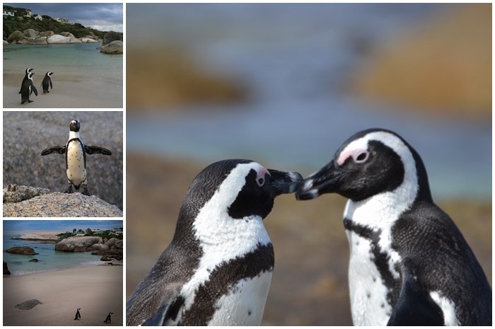 Piekfyn pikkewyn! Ons vier Brilpikkewyn Bewustheidsdag