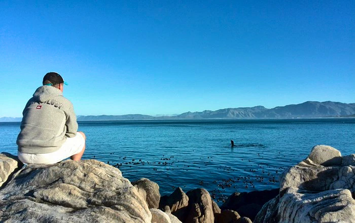 Whale watching from a bathtub in De Kelders
