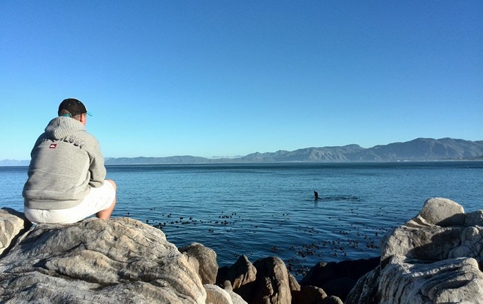 Whale watching from a bathtub in De Kelders