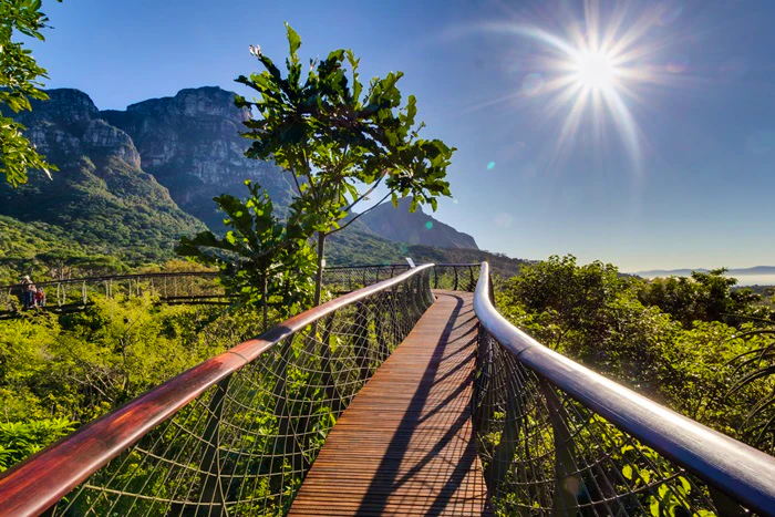 10 Vinnige feite oor Kirstenbosch se Boomslang