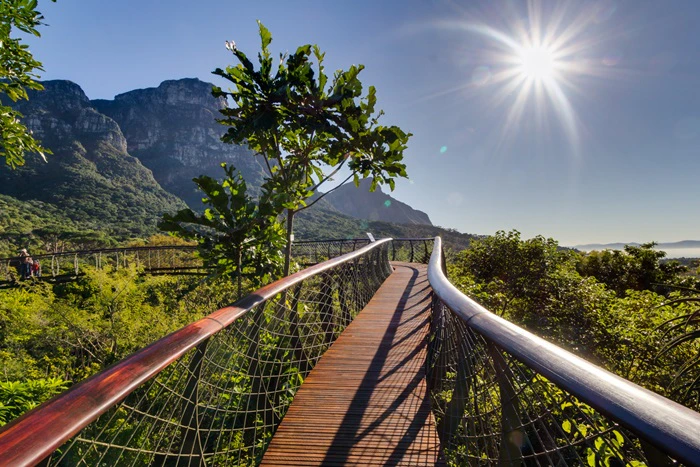 10 Vinnige feite oor Kirstenbosch se Boomslang