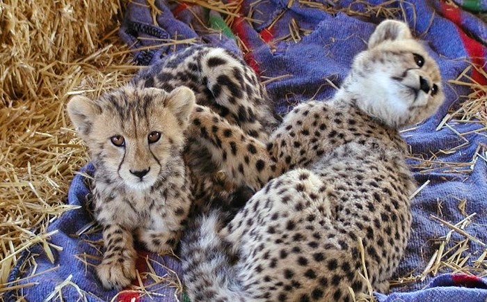 Cheetah-Outreach