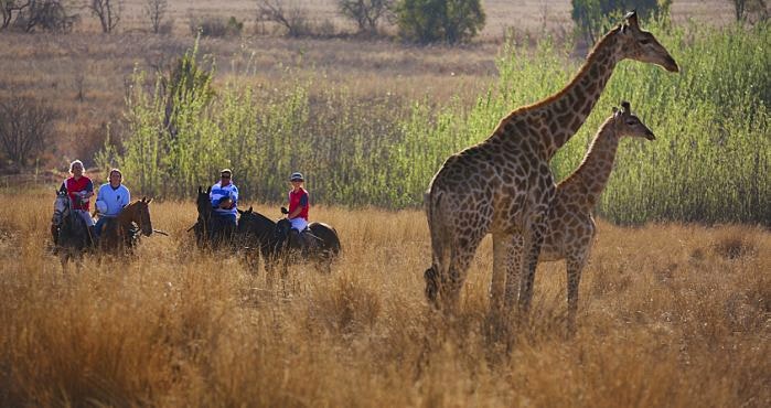 Wat van ’n saalsafari?
