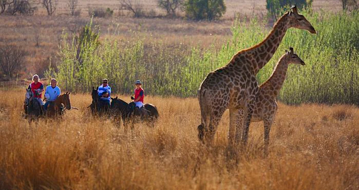 Wat van ’n saalsafari?