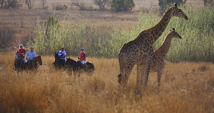 Wat van ’n saalsafari?