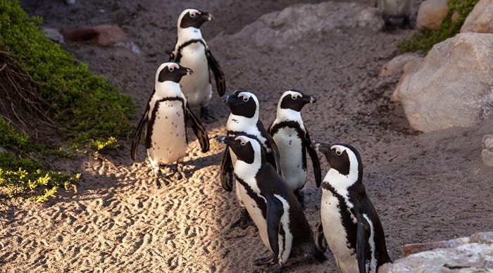 Penguin colonies in marine reserves close by