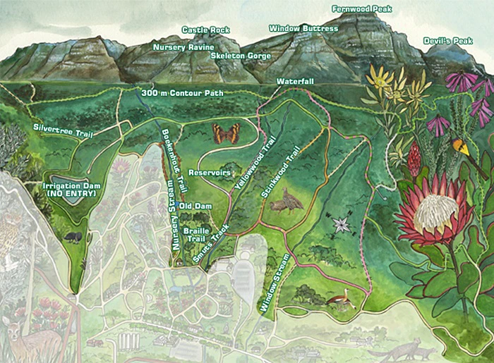 Kies koers op Kirstenbosch se kronkelpaadjies