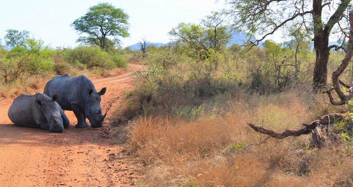 Rhino roadblock at Kruger National Park