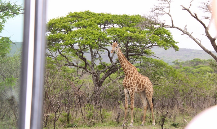 Giraffe at Hluhluwe-imfolozi 