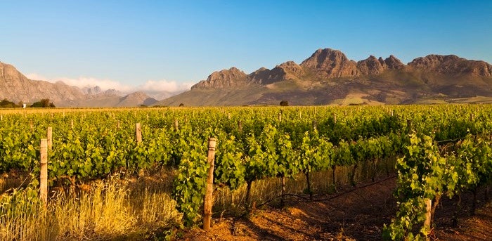 9 Wine Farms Worth Loving