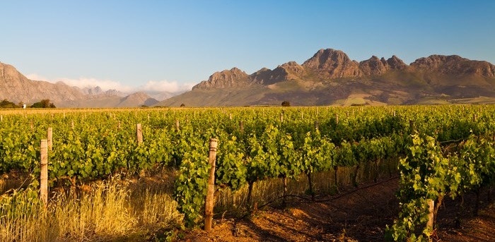 9 Wine Farms Worth Loving