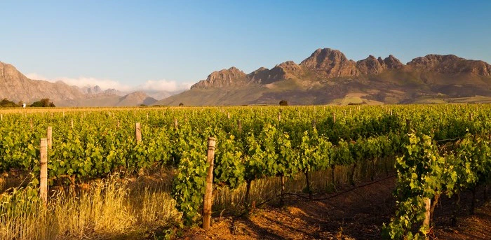 9 Wine Farms Worth Loving