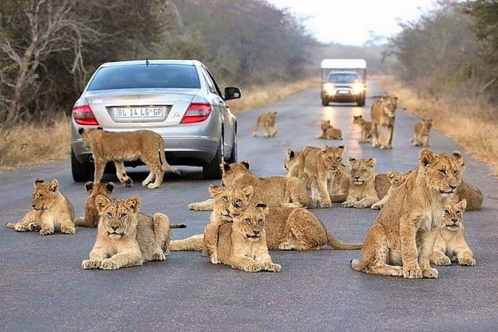 A pride of young lions via Pinterest