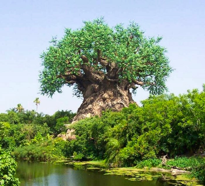 Baobab tree - Limpopo river via Pinterest