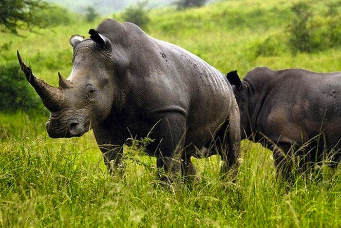 Beautiful rhinos at Hluhluwe Imfolosi Game Reserve KZN