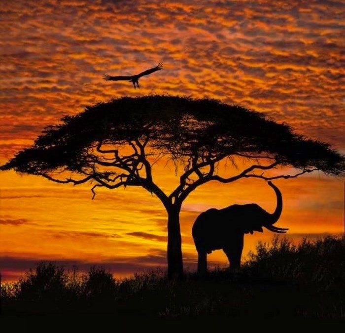Elephant at sunset via Pinterest