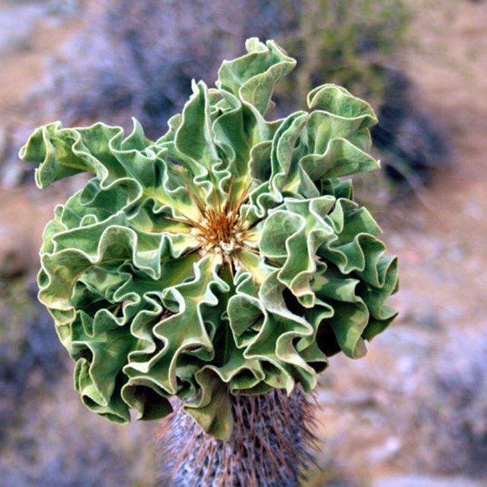 Halfmens (Pachypodium namaquanum) Richtersveld Norther Cape 1
