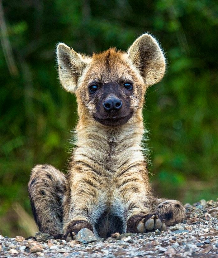 Hyena cubs are so cute via Pinterest