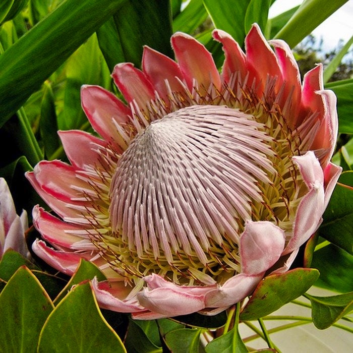 King protea SAs national flower via Pinterest