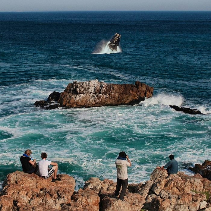 Whale watching Hermanus south africa pinterest