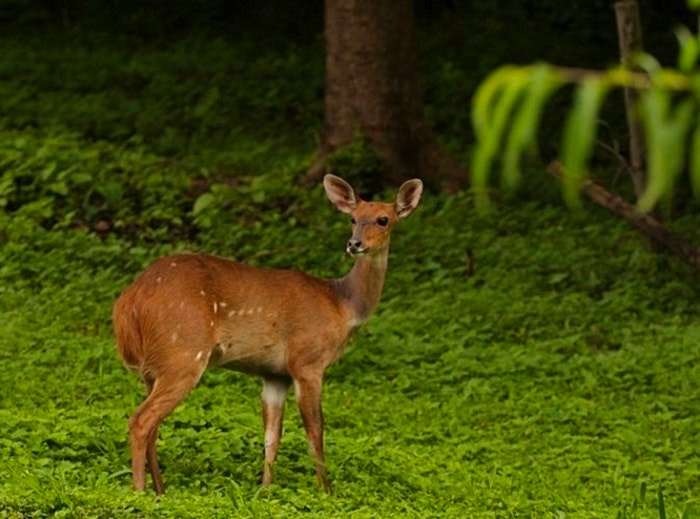 Deer appear like in a fairytale at Vuna valley (C) Travelground