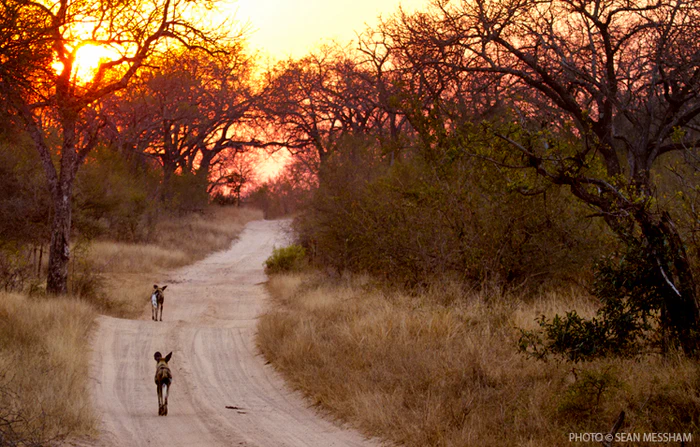 Sabi Sands: An Extraordinary Off-Road Safari