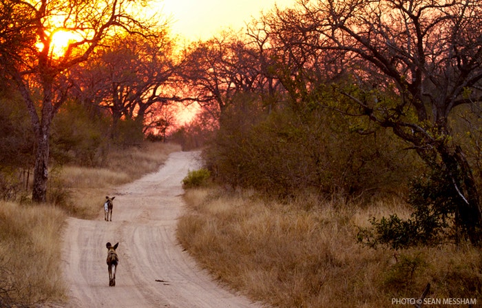 Sabi Sands: An Extraordinary Off-Road Safari
