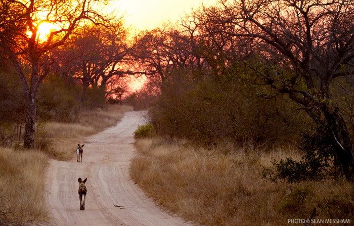 Sabi Sands: An Extraordinary Off-Road Safari