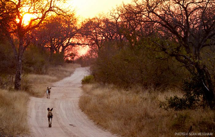 Sabi Sands: An Extraordinary Off-Road Safari