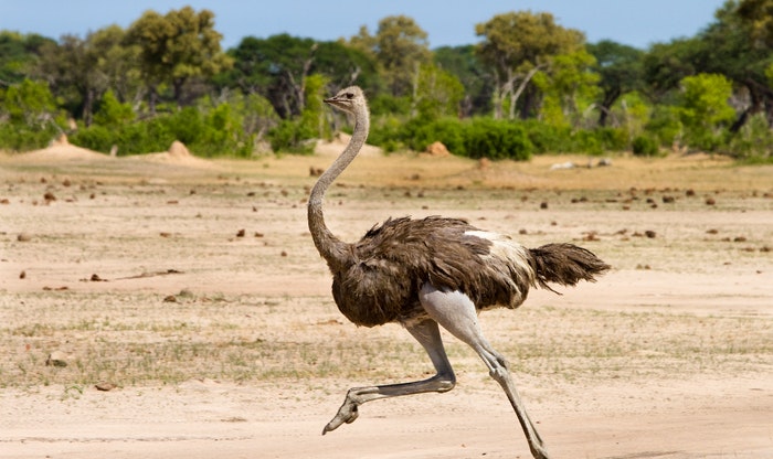 Mad about Mzansi: 35 unusual facts about SA