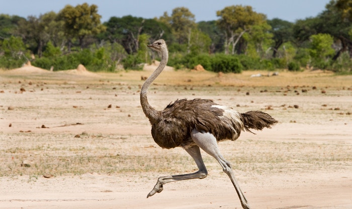 Mad about Mzansi: 35 unusual facts about SA