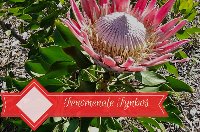 Kaapse Fynbos – klein maar “getrain”