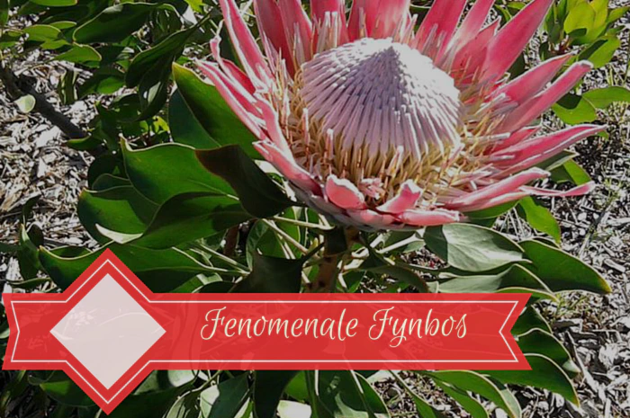 Kaapse Fynbos – klein maar “getrain”