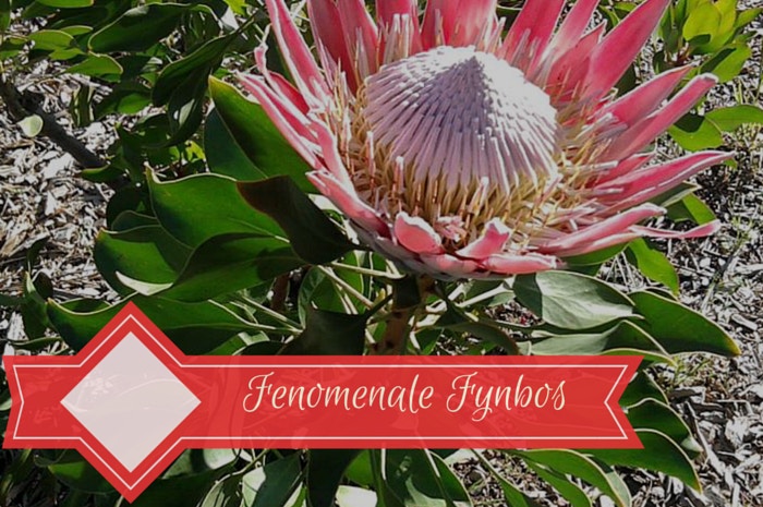 Kaapse Fynbos – klein maar “getrain”