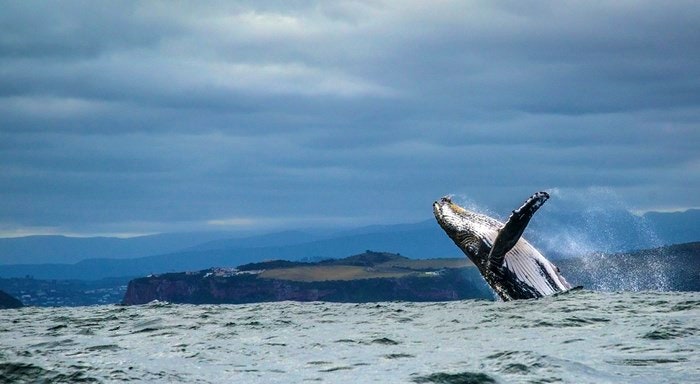 8 Wicked ways to whale watch in South Africa
