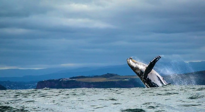 8 Wicked ways to whale watch in South Africa