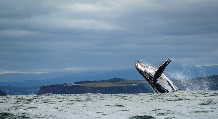 8 Wicked ways to whale watch in South Africa