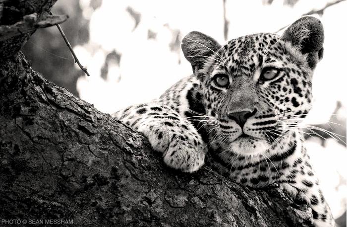 20 Powerful images captured by rangers in the wild