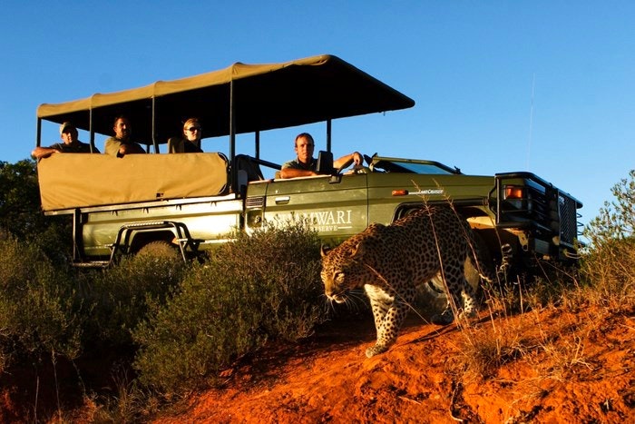 Big 5 Safaris from Cape to Addo