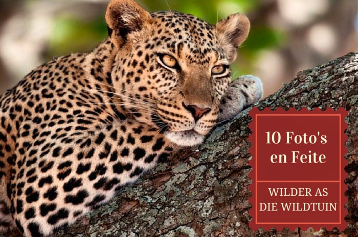 10 Wilde foto’s en nog wilder feite