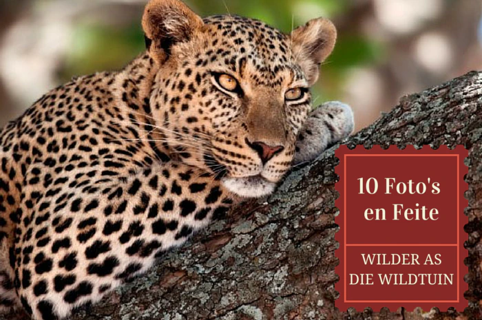 10 Wilde foto’s en nog wilder feite