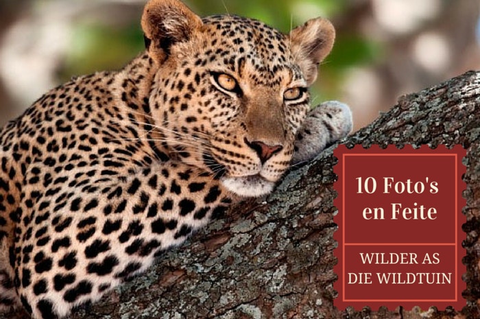 10 Wilde foto’s en nog wilder feite